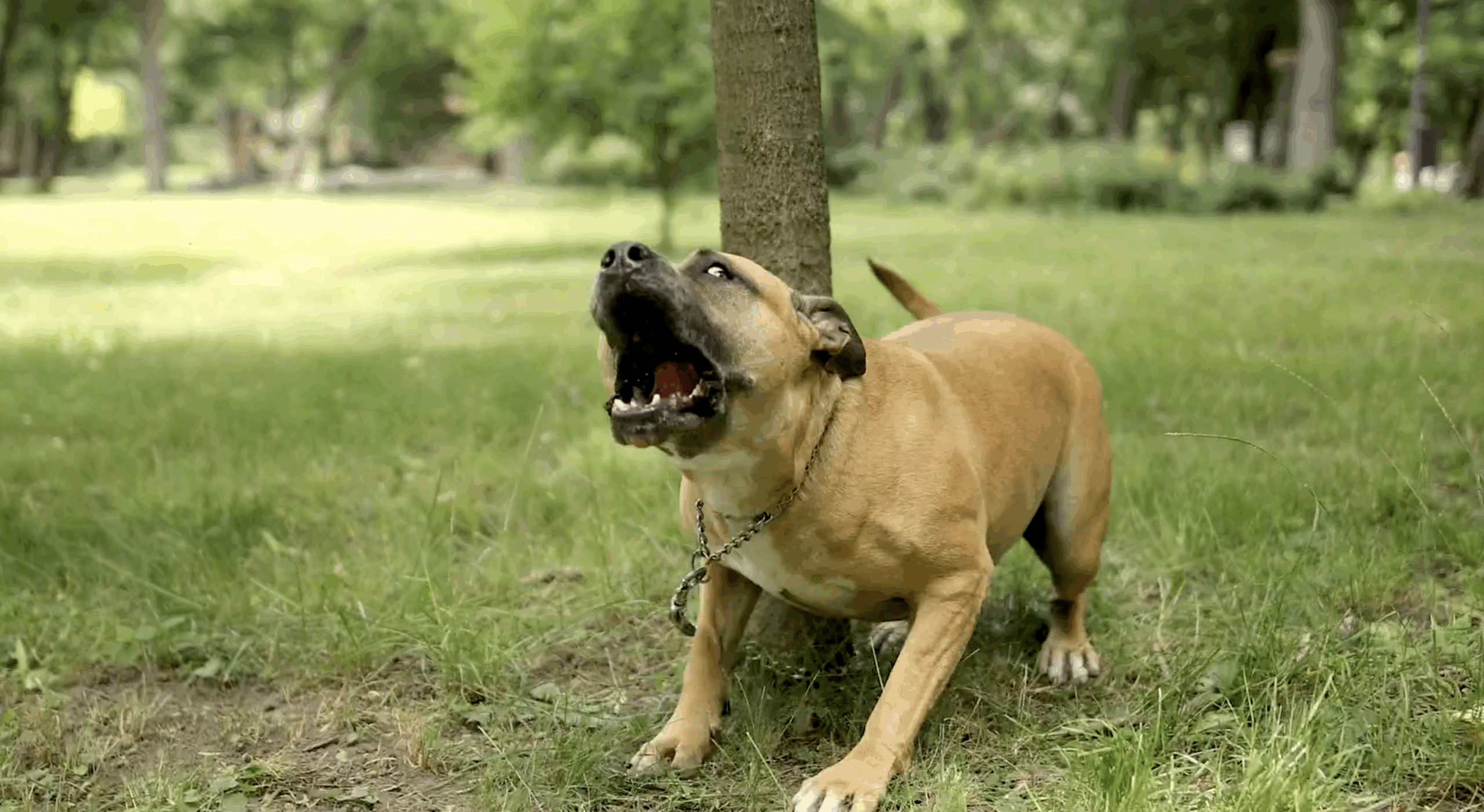 Alexander Law – Dog Bites